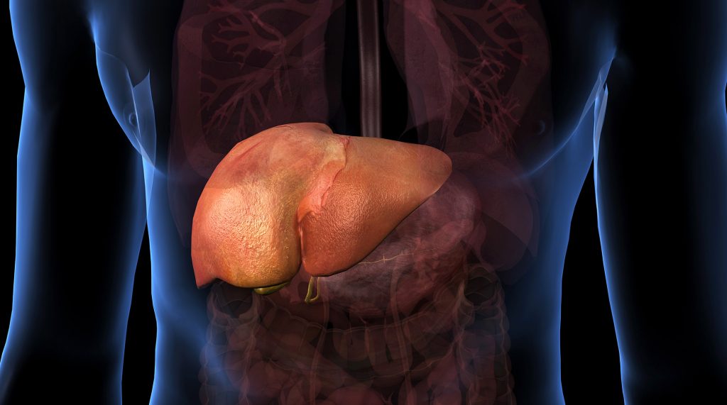 Liver.