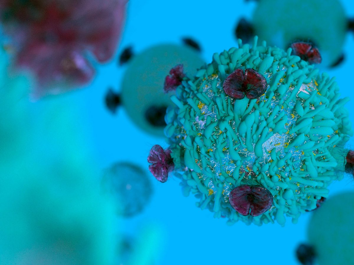 T cell.