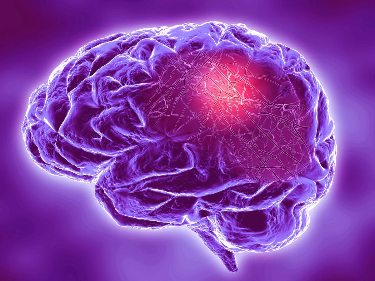 brain