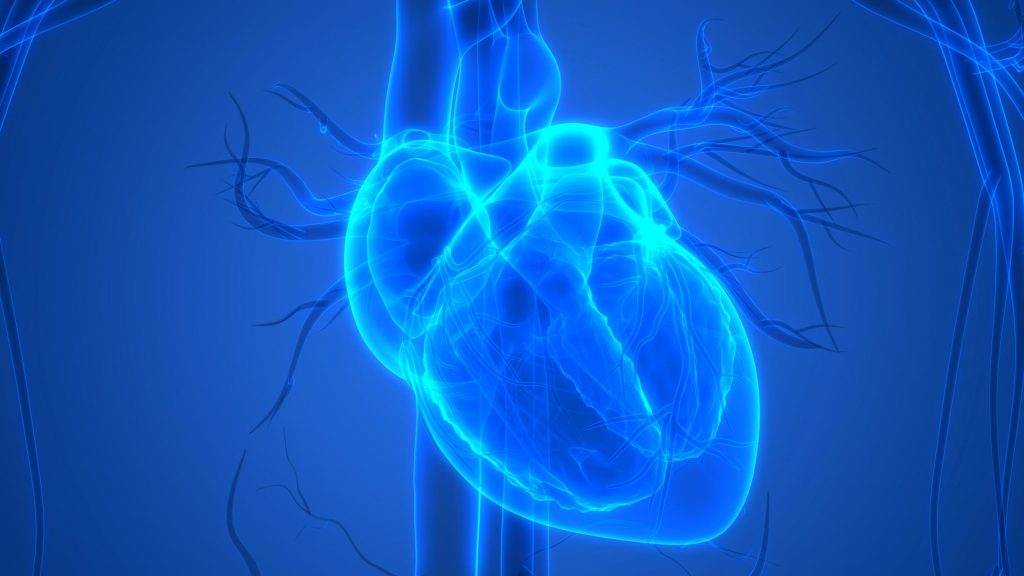 heart