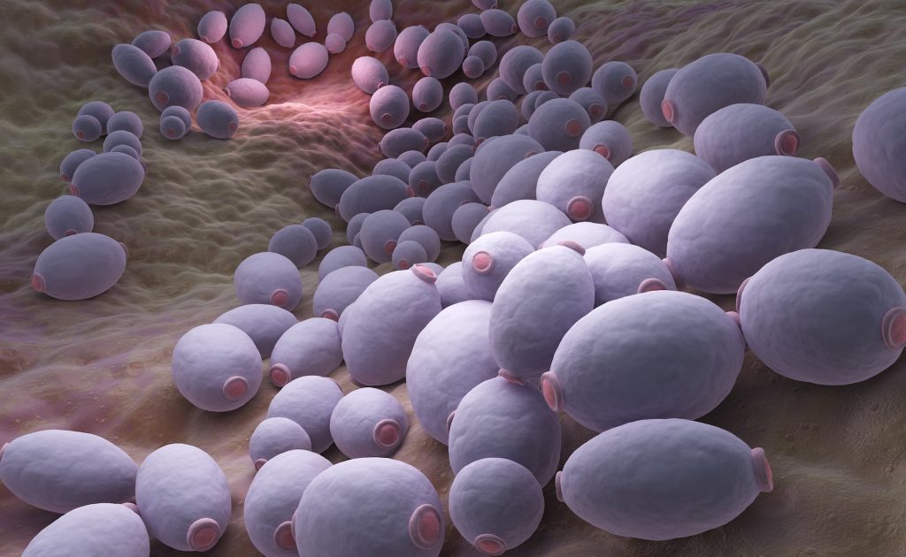 Candida albicans.