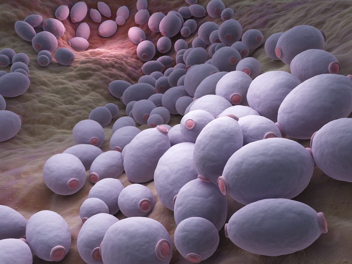 Candida albicans.