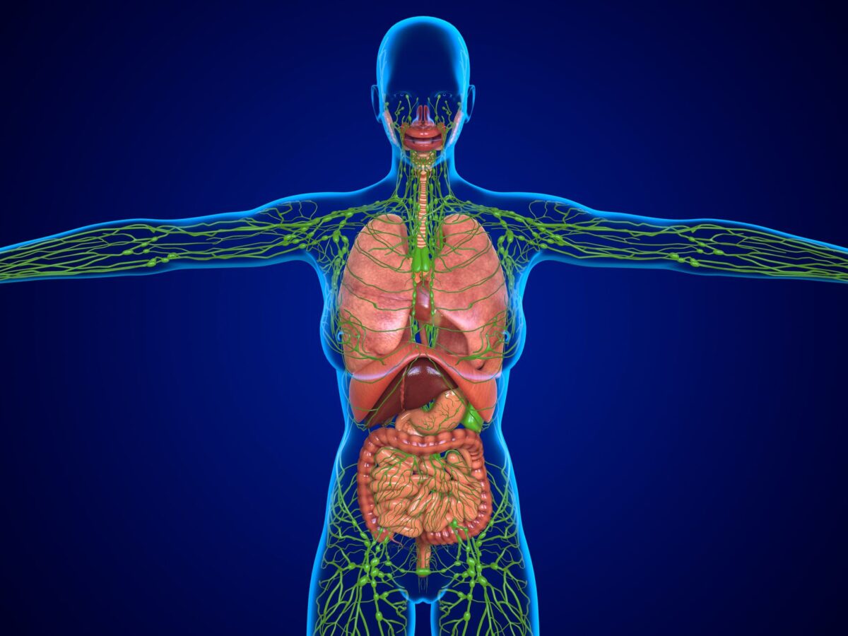 lymphatic vessels