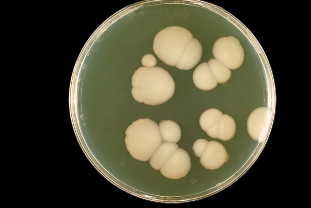 candida-albicans